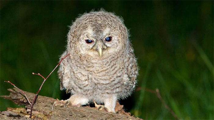 Tawny Owl Chick («КоммерсантЪ Наука» № 45, сентябрь 2018 г) 