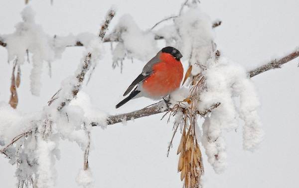 Зимующие-птицы-названия-описания-и-характеристики-зимних-птиц-6
