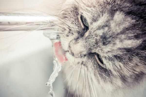 Нормы потребления воды для кошки
