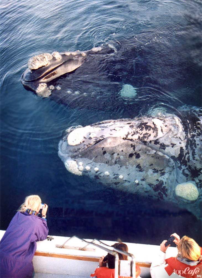 Южный кит. CC0