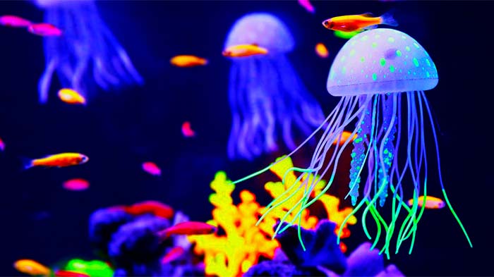 где живут морские медузы