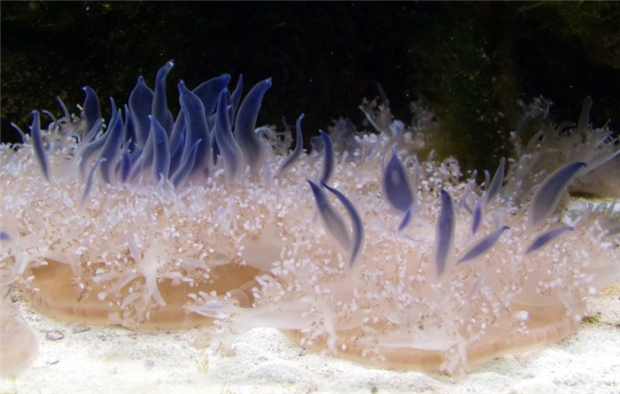 Мангровые медузы