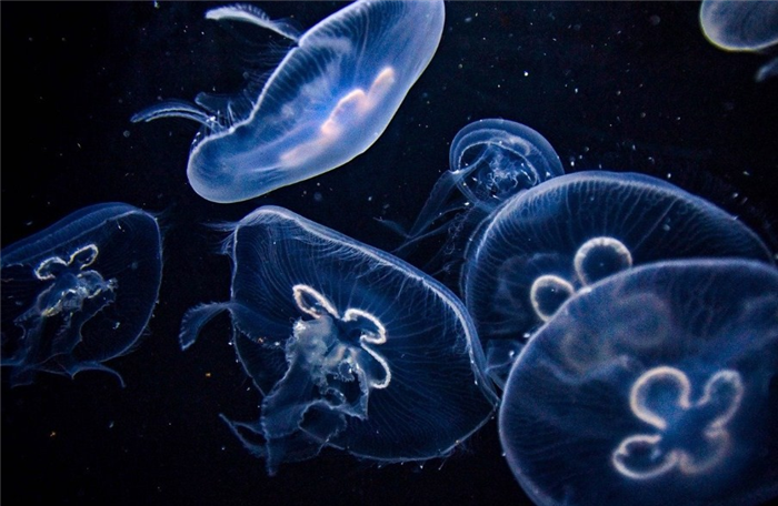 большие медузы в воде