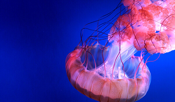 Фото: медузы в воде