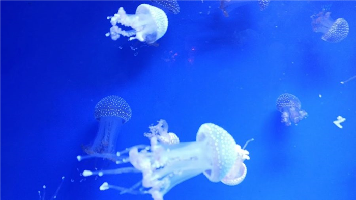 Гавань медузы