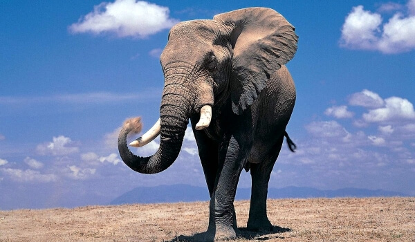 Фото: Красная книга африканского слона