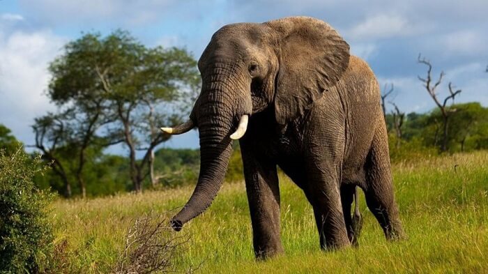 слон в дикой природе