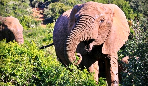 На фото: африканский слон