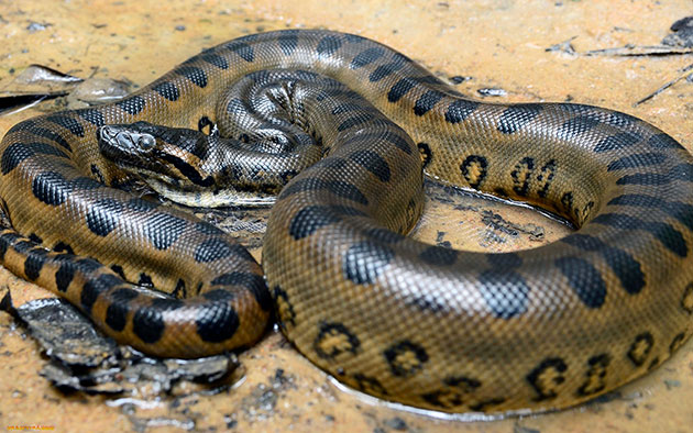 Рекордсменами по долголетию среди змей являются анаконды, которые могут жить до трех десятков лет