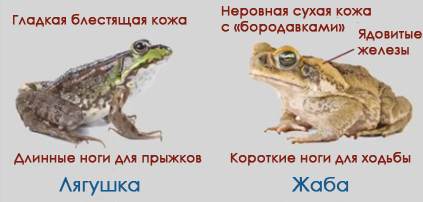 Лягушка отличается от жабы цветом и длиной задних лап