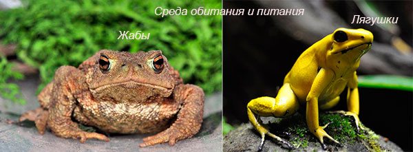 В чем сходство и различие между лягушками и жабами? Сравнение того, чем лягушка отличается от жабы и что между ними общего. Сходства и различия между жабой и лягушкой Чем отличается лягушка от жабы