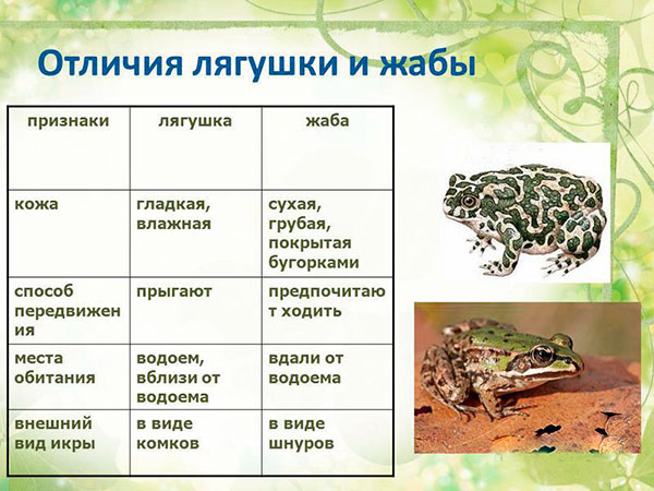 Сходства и различия между жабами и лягушками