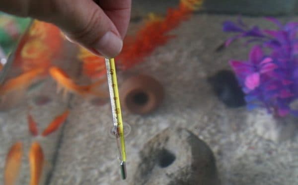 Температура воды в аквариуме