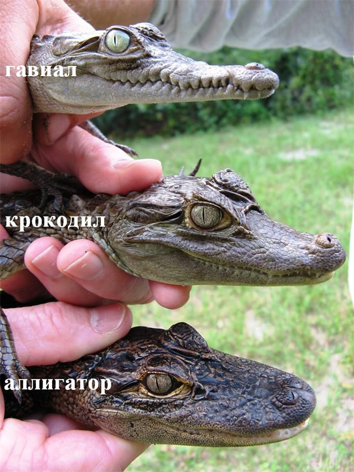 Совсем не синонимы: чем аллигаторы отличаются от крокодилов