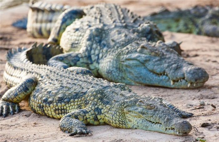 какая-разница-между-крокодилом-и-аллигатором-чем-они-различаются-как-выглядят-фото-нильский-крокодил