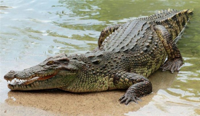 какая-разница-между-крокодилом-и-аллигатором-чем-они-различаются-как-выглядят-фото-крокодил