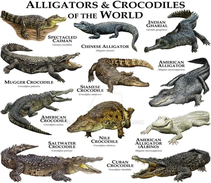 различия между аллигаторами, настоящими крокодилами и аллигаторами