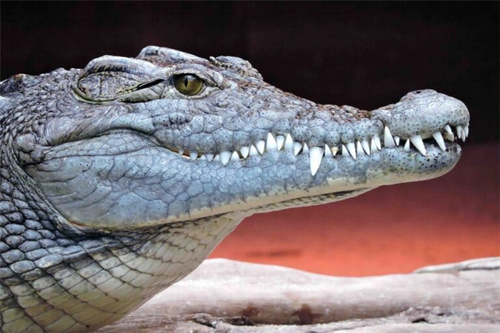 Как определить крокодила