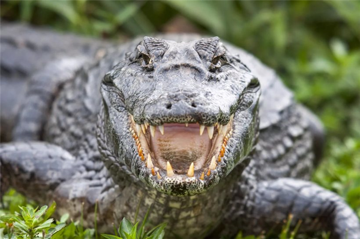 Совсем не синонимы: чем аллигаторы отличаются от крокодилов