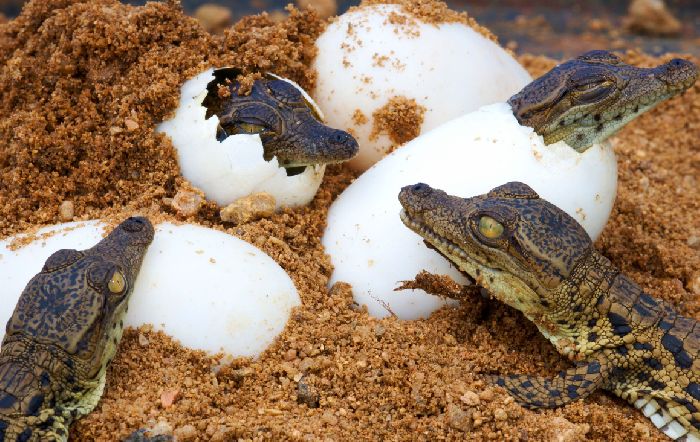 Крокодильи яйца с детенышами