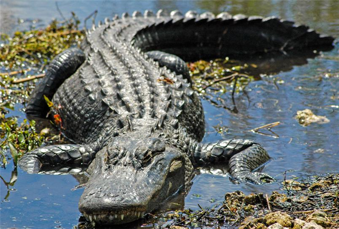 какая-разница-между-крокодилом-и-аллигатором-чем-они-различаются-как-выглядят-фото-аллигатор