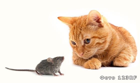 Зачем кошкам и мышам хвосты