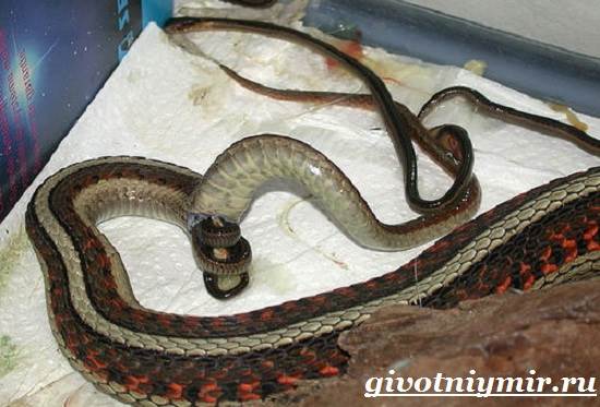Гадюка-змея-гадюка-образ жизни и среда обитания-14
