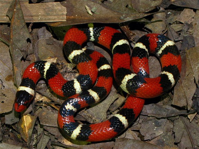 Полосатая королевская змея (Lampropeltis triangulum elapsoides).