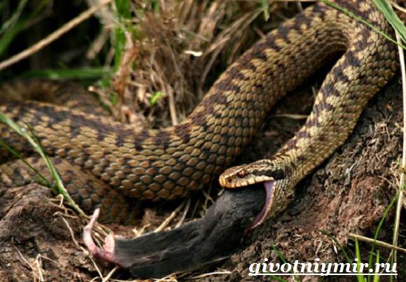 Гадюка-змея-гадюка-образ жизни и среда обитания-13
