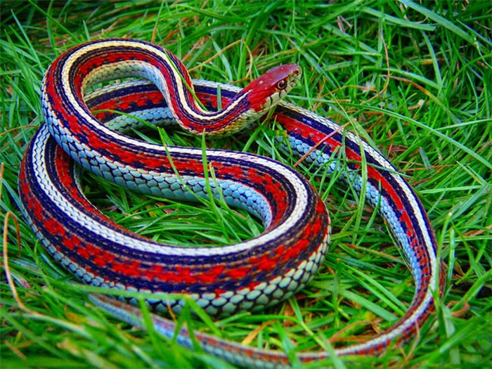 Обыкновенная подвязочная змея имеет зачатки живорождения. Калифорнийский подвид этой змеи (Thamnophis sirtalis tetrataenia) находится под угрозой исчезновения.