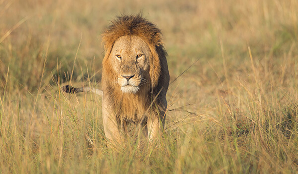Фото: африканский лев