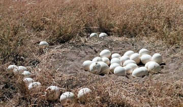 На фото - гнездо со страусиными яйцами, ianimal.ru