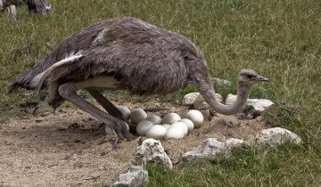 Самка страуса высиживает яйца, ianimal.ru