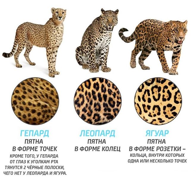 Image Различия между гепардом, леопардом и ягуаром