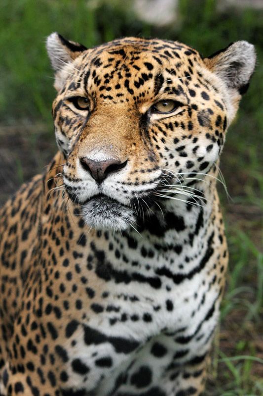 Фото Цветной гепард, леопард и ягуар