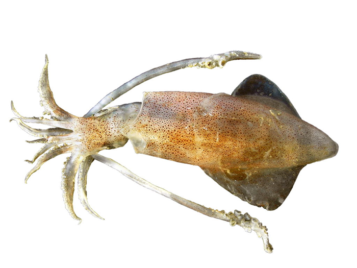 Головоногие: основная пища кашалота (обыкновенного кальмара)