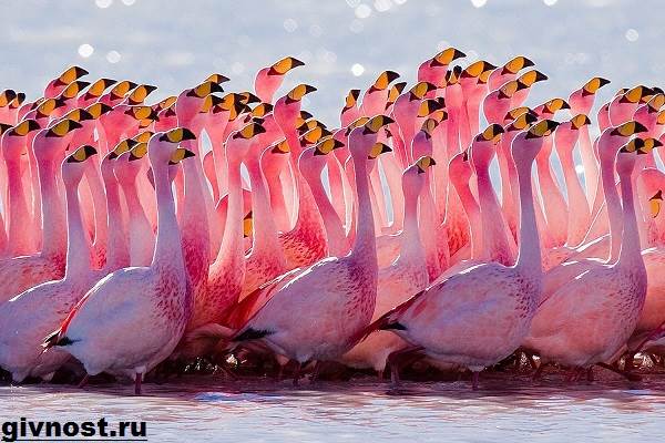 розовый-фламинго-образ-жизни-и-среда-обитания-розового-фламинго-1