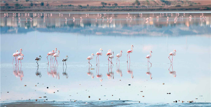 Где живут фламинго