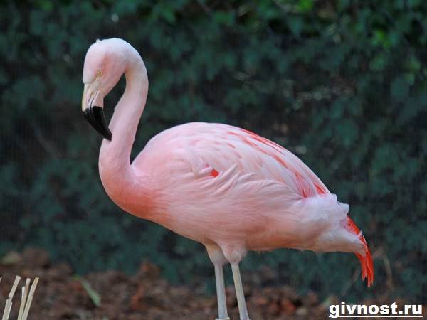 розовый-фламинго-образ-жизни-и-среда-обитания-розового-фламинго-7