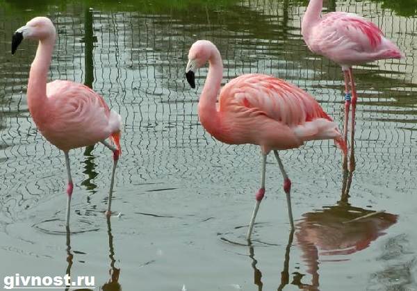 розовый-фламинго-образ-жизни-и-среда-обитания-розового-фламинго-8