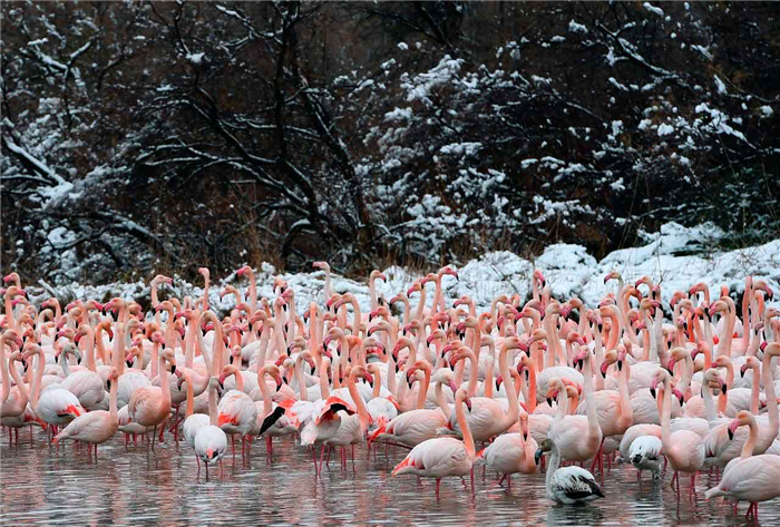 Фламинго живут в разных средах