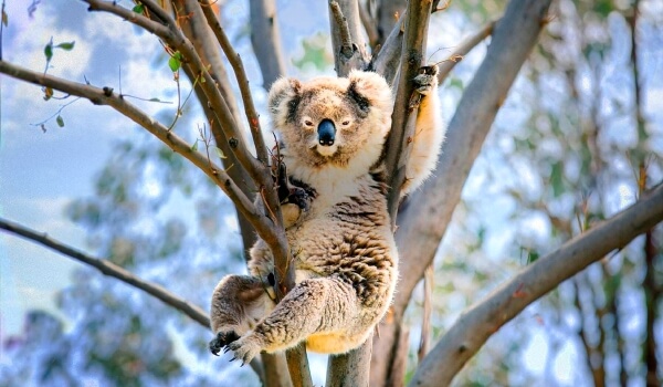 Фото: медведь коала