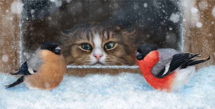 Кошка — естественный враг снегирей