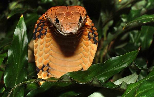 Кобра-змея-описание-характеристики-виды-образ жизни-и-среда обитания-кобры-10