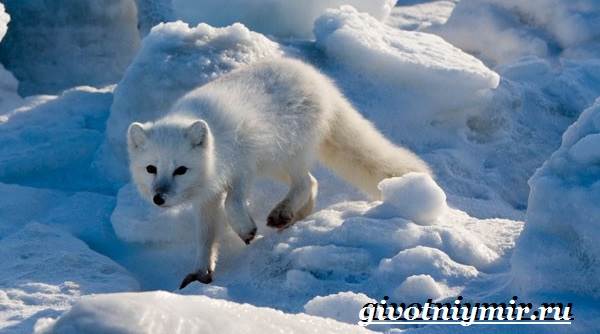 Арктическая лиса-животное-образ жизни-и-среда обитания-6