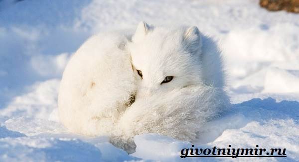 Арктическая лиса-животное-образ жизни-и-среда обитания-5
