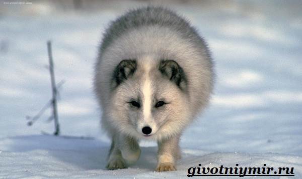 Арктическая лиса-животное-образ жизни-и-среда обитания-4