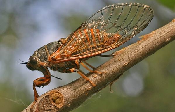 Цикада-насекомое-описание-характеристики-виды-образ жизни-и-среда обитания-цикада-12