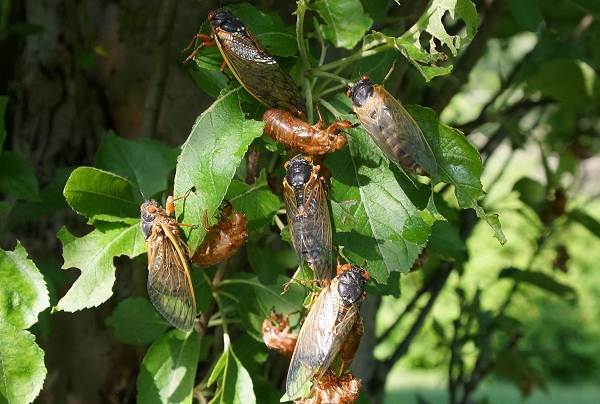 Цикада-насекомое-описание-характеристики-виды-образ жизни-и-среда обитания-цикада-10