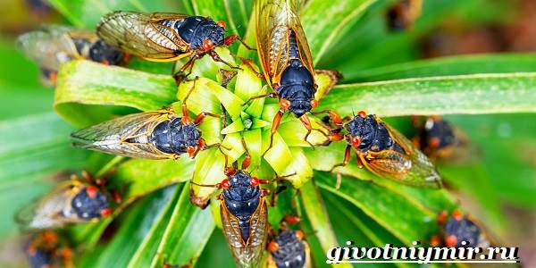 Цикада-насекомое-цикада-образ жизни и среда обитания-6